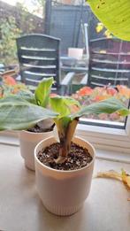 bananenplant bananenboom stekje, Huis en Inrichting, Kamerplanten, Ophalen, Halfschaduw, Minder dan 100 cm