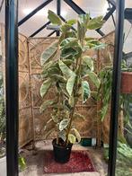Ficus elastica Tineke – 200cm, Overige soorten, 100 tot 250 cm, Zomer, Ophalen