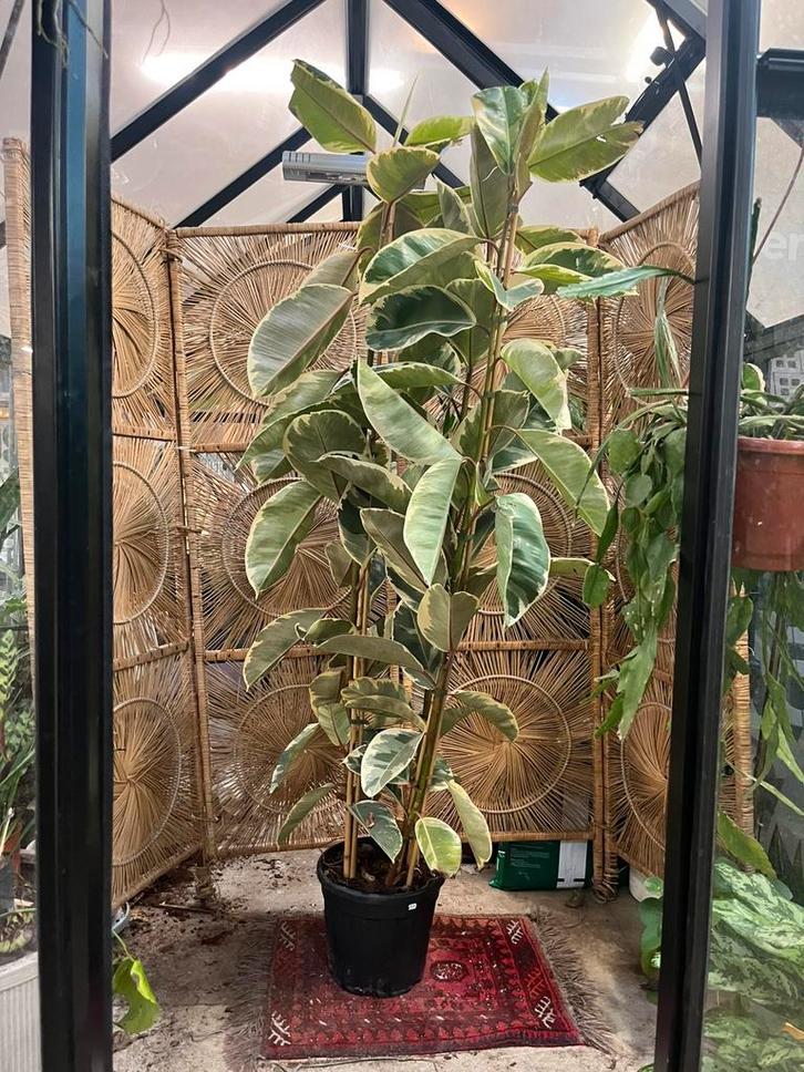 Ficus elastica Tineke – 200cm, Tuin en Terras, Planten | Bomen, Overige soorten, 100 tot 250 cm, Volle zon, Zomer, Ophalen