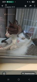 Kittens, Dieren en Toebehoren, Meerdere dieren, Kortharig, 0 tot 2 jaar