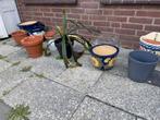 Gratis planten potten, Tuin en Terras, Bloempotten, Ophalen, Gebruikt, Rond, Tuin