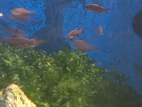 Rasboras Galaxy per stuk 3.95, Dieren en Toebehoren, Vissen | Aquariumvissen, Vis