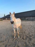 Lease pony/paard aangeboden, Dieren en Toebehoren, Ophalen of Verzenden, Zo goed als nieuw