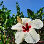 Hibiscus, Ophalen, Zomer, Overige soorten, Halfschaduw