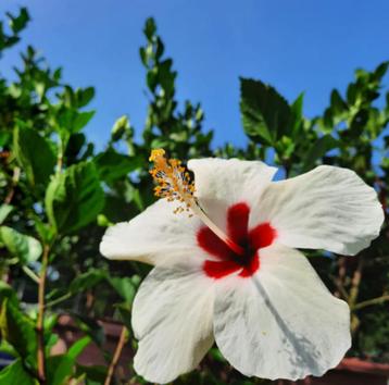Hibiscus beschikbaar voor biedingen