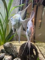 Maanvissen super groot, Dieren en Toebehoren, Vissen | Aquariumvissen, Overige typen, Zoetwatervis