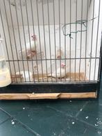 Witte rijstvogels, Dieren en Toebehoren, Meerdere dieren, Tropenvogel