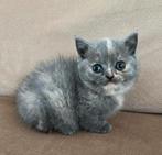 Britse Korthaar Kitten (poesje), Poes, Ontwormd, 0 tot 2 jaar