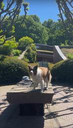 Hond delen / co-ouderschap, Dieren en Toebehoren, Januari, Vrouwelijk