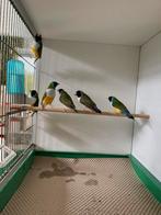 Witborsten gouldamadine