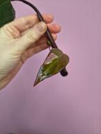 Philodendron red Anderson variegata 3, Huis en Inrichting, Kamerplanten, Ophalen of Verzenden, Halfschaduw, Minder dan 100 cm