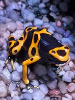 Dendrobates Leucomelas volwassen vrouw, Dieren en Toebehoren, Reptielen en Amfibieën, Amfibie, 0 tot 2 jaar