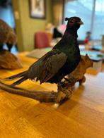 Opgezette fazant (staart is los), Vrouwelijk