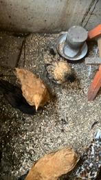 Orpington jonge hennen te koop, Dieren en Toebehoren, Pluimvee, Vrouwelijk, Kip