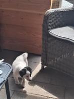 Nog 1 boerenfox pup REU ! mag direct weg 450€, Dieren en Toebehoren, 8 tot 15 weken, Meerdere, Meerdere dieren, Middel