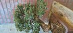 Bonsai Iep. ULMUS MINOR, Hobby en Vrije tijd, Ophalen of Verzenden