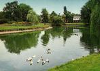 Sappemeer, Prinses Margrietpark - eenden - 1981 gelopen, Ophalen of Verzenden, 1980 tot heden, Gelopen, Noord-Brabant