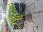 Liriope muscari big blue lelygras vanaf 1euro per stuk, Ophalen of Verzenden, Overige soorten, Volle zon