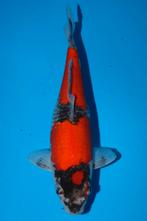 Goshiki, Karper of Koi