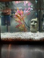 Aquarium starterkit, Dieren en Toebehoren, Ophalen, Gevuld zoetwateraquarium