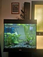 Juwel lido 120 met grind, planten, garnalen en guppen., Dieren en Toebehoren, Vissen | Aquaria en Toebehoren, Ophalen, Gebruikt