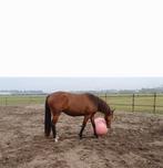 Weidegang, paddock stalling met schuilstal en onbeperkt hooi, Dieren en Toebehoren, Weidegang