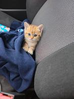 British kitten korthaar 2 maand, Dieren en Toebehoren, Katten en Kittens | Raskatten | Korthaar, Kater