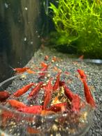 Bloody Mary garnalen/rode garnalen, Dieren en Toebehoren, Kreeft, Krab of Garnaal