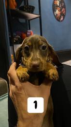 Choco dwerg Teckel puppys, Dieren en Toebehoren, Honden | Teckels en Dashonden, Reu, Korthaar, Dwerg, Meerdere