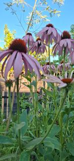 Echinacea purpurea - Rode Zonnehoed Roze, Ophalen of Verzenden, Voorjaar, Volle zon, Zaad