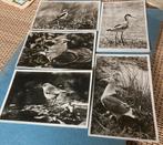 5 Oude fotokaarten vogels, Vereniging voor Vogelbescherming, Verzamelen, Ophalen of Verzenden