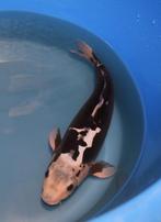Kumonryu 45-50 cm Sansai, Karper of Koi