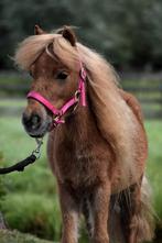 ** HELE KNAPPE EN LIEVE 3 JARIGE NSPS SHETLANDER MERRIE**, Merrie, Gechipt, 0 tot 2 jaar, A pony (tot 1.17m)