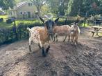 Dwerg geiten te koop, Dieren en Toebehoren, Schapen, Geiten en Varkens, Meerdere dieren, Geit