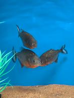 Drie roodbuik piranha's, Dieren en Toebehoren, Vissen | Aquariumvissen, Vis, Zoetwatervis