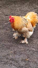 Brahma Haan, Dieren en Toebehoren, Pluimvee, Mannelijk, Kip