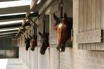 Pensionstalling met weidegang en paddocks, Weidegang, 4 paarden of pony's of meer