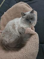 Luli een heel schattig ragdoll poes (blue point), Poes, Ontwormd, 0 tot 2 jaar