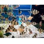 Sumatraanvissen te koop, Vis
