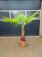 XL Washingtonia Robusta - Mexicaanse Waaierpalm H: 170 cm., Tuin en Terras, Planten | Bomen, Bloeit niet, 100 tot 250 cm, Palmboom