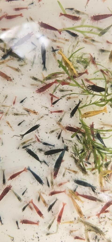 Mix kleur garnalen, Neocaridina op kraanwater, Kreeft, Krab of Garnaal, Zoetwatervis, Schoolvis