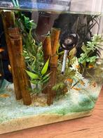 Groep baby platy vissen oranje zwart, Ophalen, Nieuw