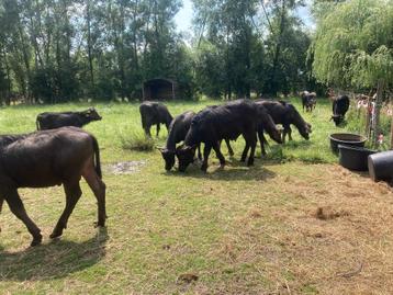 Wees er snel er nog bij   HET WORDT DUURDER !! Rundvlees  beschikbaar voor biedingen