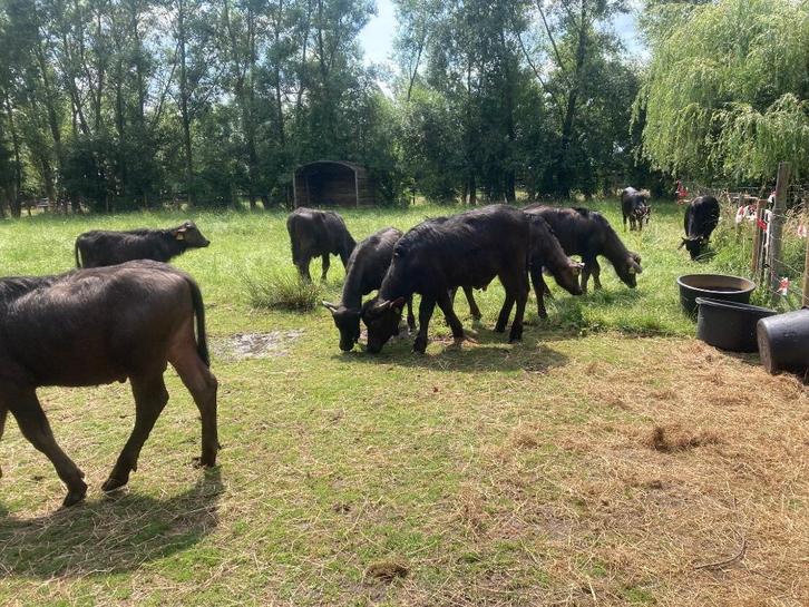 Waterbuffel kalfs vlees 5 kg - 75€   Gratis  zie advertentie, Diversen, Levensmiddelen, Ophalen