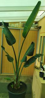 Te koop: plant Strelitzia Nicolai, Huis en Inrichting, Kamerplanten, Overige soorten, Halfschaduw, In pot, 200 cm of meer