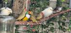 Te koop witborst gouldamadines, Dieren en Toebehoren, Vogels | Overige Vogels, Meerdere dieren, Tropenvogel