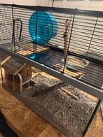 Goudhamster met toebehoren, Dieren en Toebehoren, Knaagdieren, Hamster, April, Vrouwelijk, Tam
