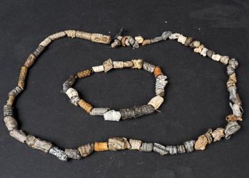 heel veel zeelelie (crinoïden) fossielen beschikbaar voor biedingen