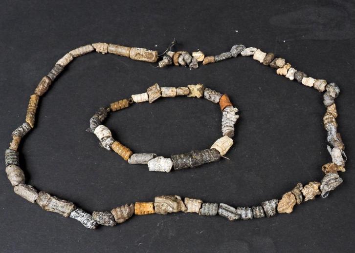 heel veel zeelelie (crinoïden) fossielen, Verzamelen, Mineralen en Fossielen, Fossiel, Ophalen of Verzenden