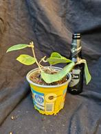 Hoya sp Lai Chau ( vietnam)  bodem moederplant, Overige soorten, In pot, Minder dan 100 cm, Bloeiende kamerplant